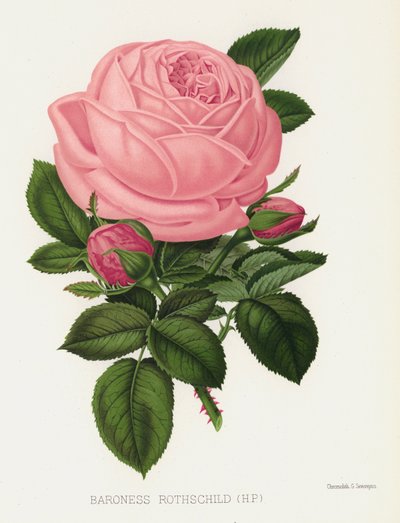 Il Giardino delle Rose: Baronessa Rothschild da English School